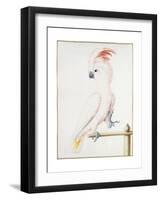 Major Mitchell's Cockatoo-Nicolas Robert-Framed Giclee Print
