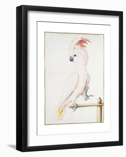 Major Mitchell's Cockatoo-Nicolas Robert-Framed Giclee Print