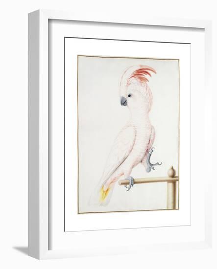 Major Mitchell's Cockatoo-Nicolas Robert-Framed Giclee Print