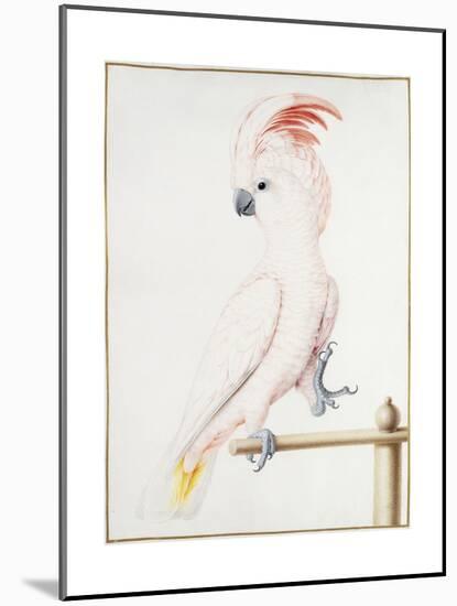 Major Mitchell's Cockatoo-Nicolas Robert-Mounted Giclee Print