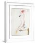 Major Mitchell's Cockatoo-Nicolas Robert-Framed Giclee Print