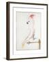 Major Mitchell's Cockatoo-Nicolas Robert-Framed Giclee Print