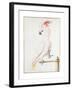 Major Mitchell's Cockatoo-Nicolas Robert-Framed Giclee Print