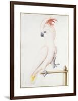 Major Mitchell's Cockatoo-Nicolas Robert-Framed Giclee Print