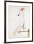 Major Mitchell's Cockatoo-Nicolas Robert-Framed Giclee Print