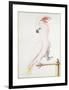 Major Mitchell's Cockatoo-Nicolas Robert-Framed Giclee Print