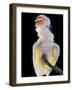 Major Mitchell's, Pink Cockatoo-null-Framed Photographic Print