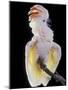 Major Mitchell's, Pink Cockatoo-null-Mounted Photographic Print