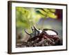 Major Ox, Elephant, or Hercules beetle showing horns, Florida-Maresa Pryor-Framed Photographic Print