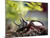 Major Ox, Elephant, or Hercules beetle showing horns, Florida-Maresa Pryor-Mounted Photographic Print