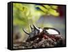 Major Ox, Elephant, or Hercules beetle showing horns, Florida-Maresa Pryor-Framed Stretched Canvas