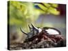 Major Ox, Elephant, or Hercules beetle showing horns, Florida-Maresa Pryor-Stretched Canvas