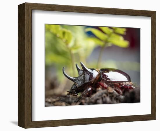 Major Ox, Elephant, or Hercules beetle showing horns, Florida-Maresa Pryor-Framed Photographic Print