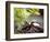 Major Ox, Elephant, or Hercules beetle showing horns, Florida-Maresa Pryor-Framed Photographic Print