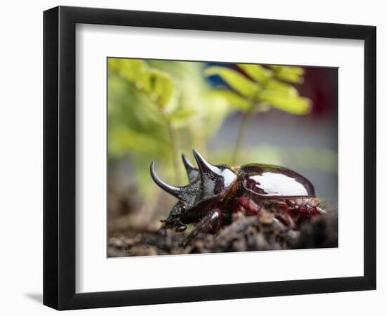 Major Ox, Elephant, or Hercules beetle showing horns, Florida-Maresa Pryor-Framed Photographic Print