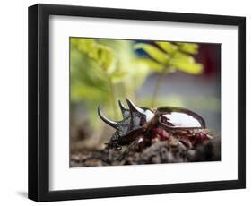 Major Ox, Elephant, or Hercules beetle showing horns, Florida-Maresa Pryor-Framed Photographic Print