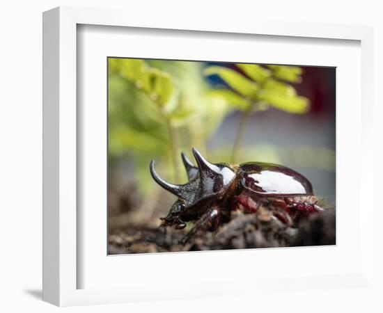 Major Ox, Elephant, or Hercules beetle showing horns, Florida-Maresa Pryor-Framed Photographic Print