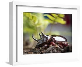 Major Ox, Elephant, or Hercules beetle showing horns, Florida-Maresa Pryor-Framed Photographic Print