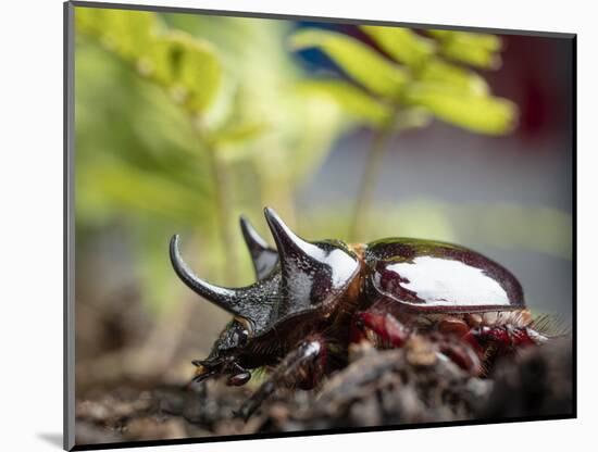 Major Ox, Elephant, or Hercules beetle showing horns, Florida-Maresa Pryor-Mounted Photographic Print