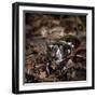 Major Ox, Elephant, or Hercules beetle showing horns, Florida-Maresa Pryor-Framed Photographic Print