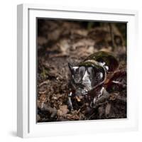 Major Ox, Elephant, or Hercules beetle showing horns, Florida-Maresa Pryor-Framed Photographic Print