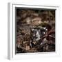 Major Ox, Elephant, or Hercules beetle showing horns, Florida-Maresa Pryor-Framed Photographic Print