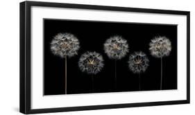 Make A Wish-Assaf Frank-Framed Giclee Print