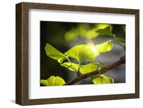 Make Your Nature Rise-Philippe Sainte-Laudy-Framed Photographic Print