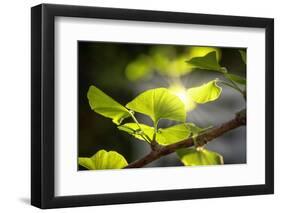 Make Your Nature Rise-Philippe Sainte-Laudy-Framed Photographic Print