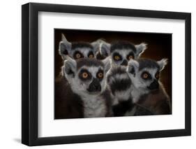 Maki Catta School-Mathilde Guillemot-Framed Photographic Print