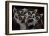 Maki Catta School-Mathilde Guillemot-Framed Photographic Print