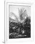 Making Copra, Solomon Islands, Fiji, 1905-null-Framed Giclee Print