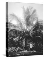 Making Copra, Solomon Islands, Fiji, 1905-null-Stretched Canvas