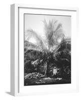 Making Copra, Solomon Islands, Fiji, 1905-null-Framed Giclee Print