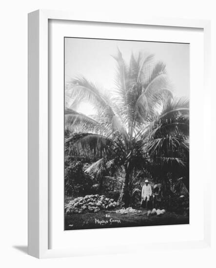 Making Copra, Solomon Islands, Fiji, 1905-null-Framed Giclee Print