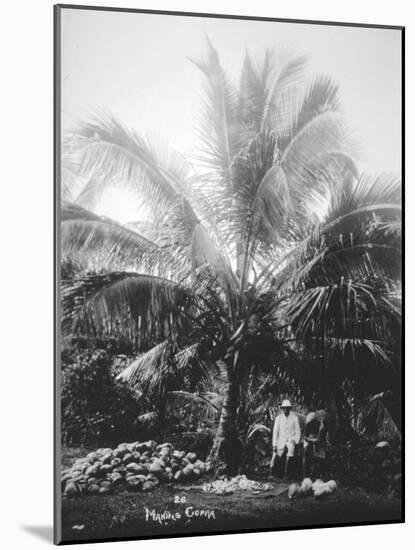 Making Copra, Solomon Islands, Fiji, 1905-null-Mounted Giclee Print