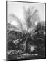 Making Copra, Solomon Islands, Fiji, 1905-null-Mounted Giclee Print