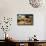 Making Cupcake with Shallow Depth of Field-zurijeta-Framed Stretched Canvas displayed on a wall