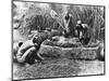 Making Palm Oil in Dahomey,circa 1900-null-Mounted Giclee Print