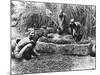 Making Palm Oil in Dahomey,circa 1900-null-Mounted Giclee Print