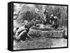 Making Palm Oil in Dahomey,circa 1900-null-Framed Stretched Canvas