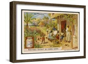 Making Panama Hats In, of All Places, Panama-null-Framed Art Print