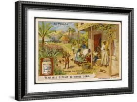 Making Panama Hats In, of All Places, Panama-null-Framed Art Print