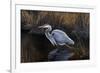 Making Strides - Great Blue Heron-Wilhelm Goebel-Framed Giclee Print