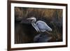 Making Strides - Great Blue Heron-Wilhelm Goebel-Framed Giclee Print