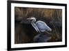 Making Strides - Great Blue Heron-Wilhelm Goebel-Framed Giclee Print