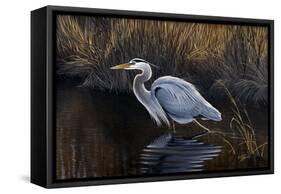 Making Strides - Great Blue Heron-Wilhelm Goebel-Framed Stretched Canvas