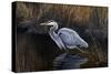 Making Strides - Great Blue Heron-Wilhelm Goebel-Stretched Canvas
