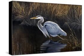 Making Strides - Great Blue Heron-Wilhelm Goebel-Stretched Canvas
