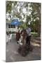 Making Sugar Cane Drinks at the Restaurant at the Ernest Hemingway Home in Havana, Cuba-Carol Highsmith-Mounted Photo